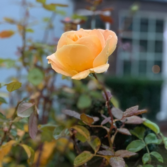 Meet your Posher, Lauren - Picture 1 of 1